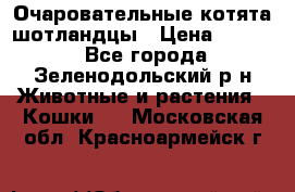 Очаровательные котята шотландцы › Цена ­ 2 000 - Все города, Зеленодольский р-н Животные и растения » Кошки   . Московская обл.,Красноармейск г.
